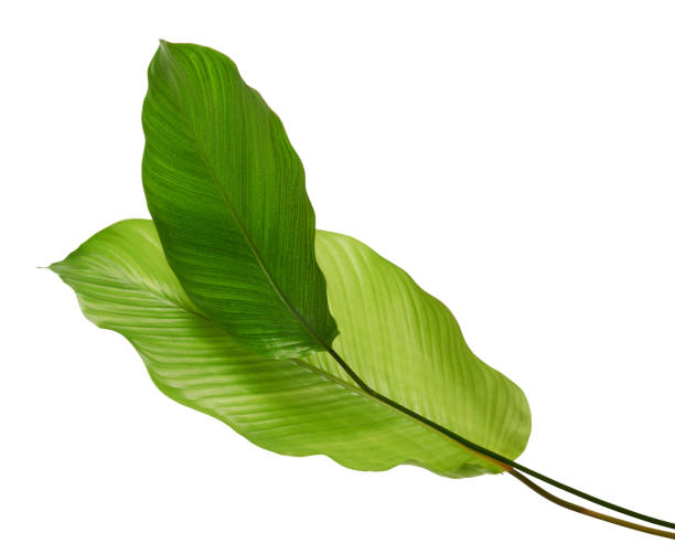 istock Calathea foliage, Exotic tropical leaf, Large green leaf, isolated on white background with clipping path 1311280219