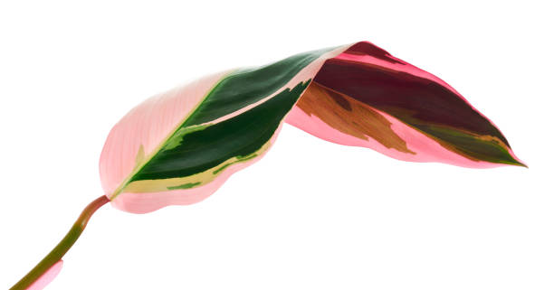 istock Stromanthe triostar leaf, Tropical foliage isolated on white background, with clipping path 1311280262