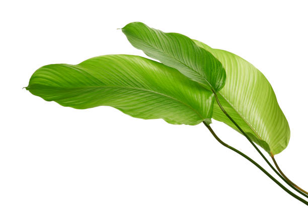 istock Calathea foliage, Exotic tropical leaf, Large green leaf, isolated on white background with clipping path 1311280288