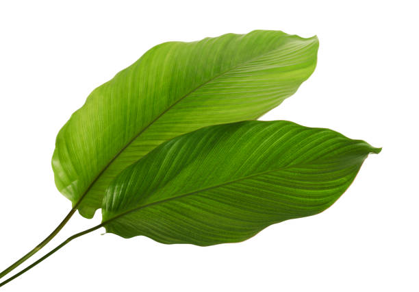 istock Calathea foliage, Exotic tropical leaf, Large green leaf, isolated on white background with clipping path 1311280293