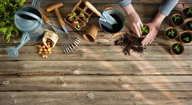istock Farmer planting young tomatoes seedlings on wooden table 1311280705