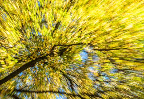ICM OF A COLORFUL TREE FROM AUTUMN