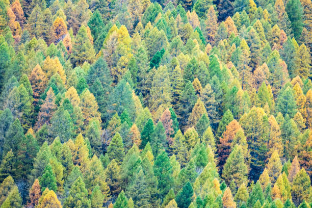 istock COLORS OF AUTUMN 1311281656
