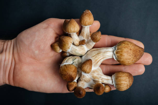 The Magic Mushroom Cultivation magic mushrooms psilocybin hallucinogenic psilocybe cubensis shrooms stock pictures, royalty-free photos & images