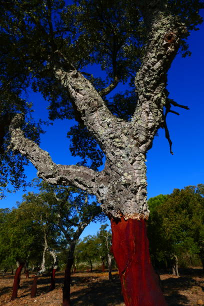 istock Barked cork oak, Var 1311282654