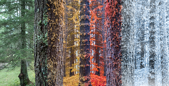 Bosque en ciclo de cuatro temporadas photo
