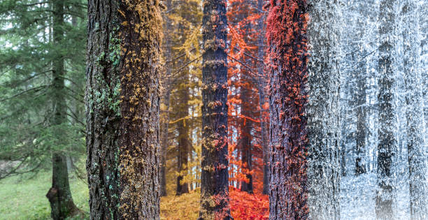 foresta in quattro cicli di stagione - quattro stagioni foto e immagini stock