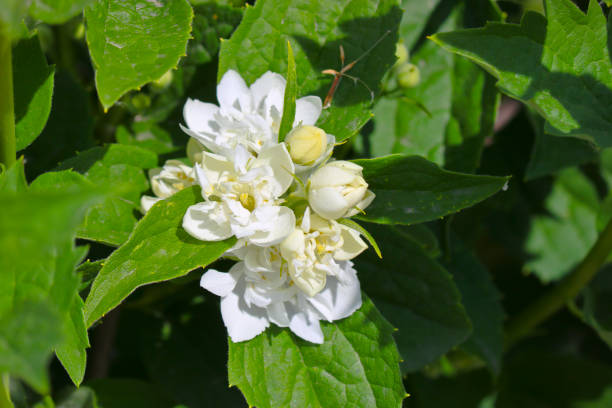 istock Blooming jasmine. Summer still life white jasmine flowers. Selective focus. 1311283472