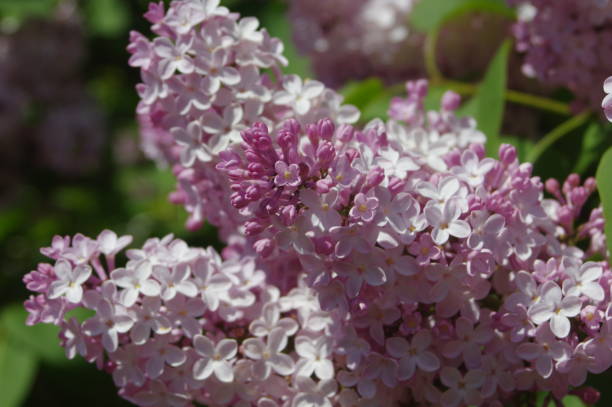 istock Spring branch of blossoming lilac 1311283724