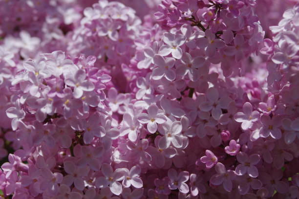 istock Spring branch of blossoming lilac 1311283725