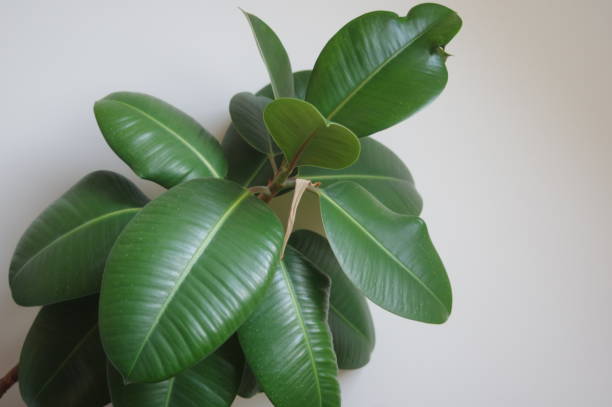 istock Home decoration. Green home plant. 1311283771