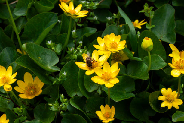istock Bee on the yellow flowers. 1311284544