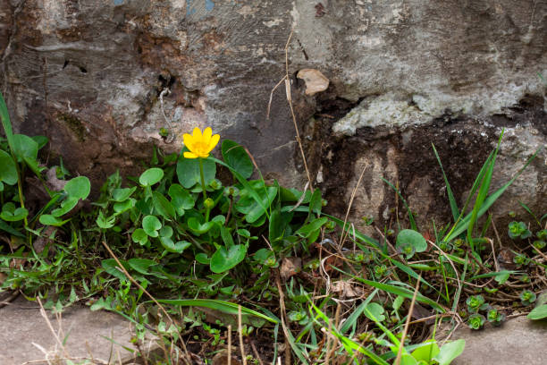 istock Yellow flower near the stone wall. 1311284551