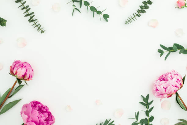 istock Floral frame with pink peonies and eucalyptus isolated on white background. Flat lay, top view 1311285457