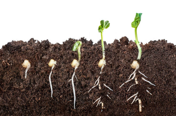 el proceso de germinación de semillas en el suelo en la sección. aislado sobre fondo blanco - root growth dirt seed fotografías e imágenes de stock