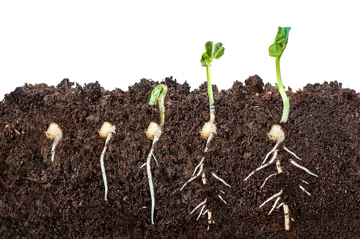 The process of seed germination in the soil in the section. isolated on white background.