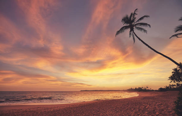 istock Tropical beach at a beautiful colorful sunset, Sri Lanka. 1311286494