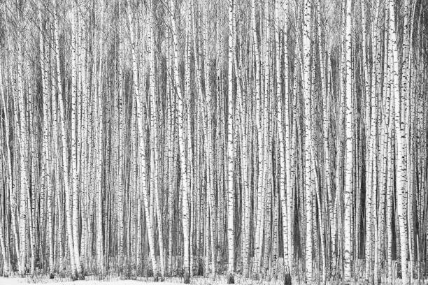 troncos de invierno jóvenes abedules delgados en blanco y negro - abedul fotografías e imágenes de stock