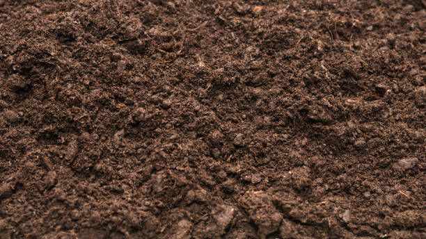 istock Black land for plant background. 1311286766