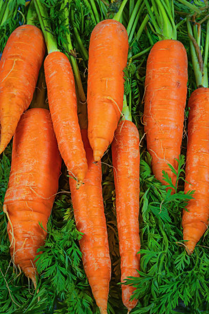 istock Raw carrots with green leaves. 1311287455