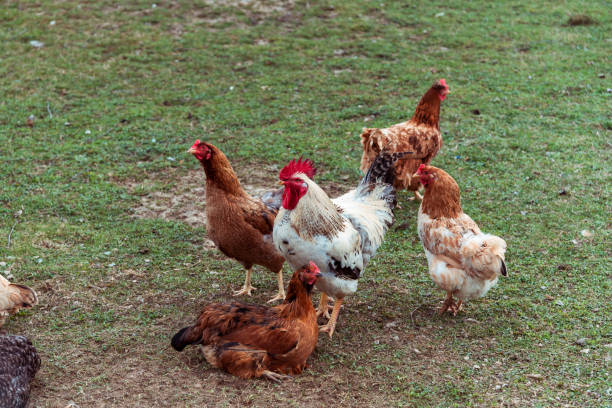 istock Rooster and hens on the farm, green grass background 1311287701