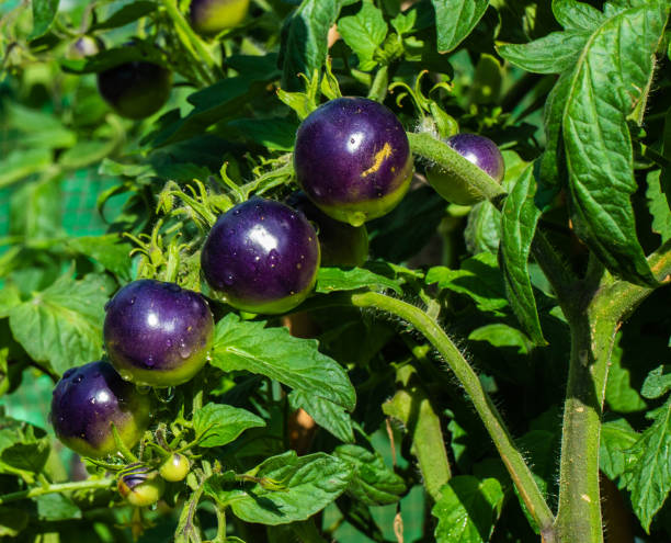 istock Close up of black tomatoes growing (Solanum lycopersicum) 1311287923