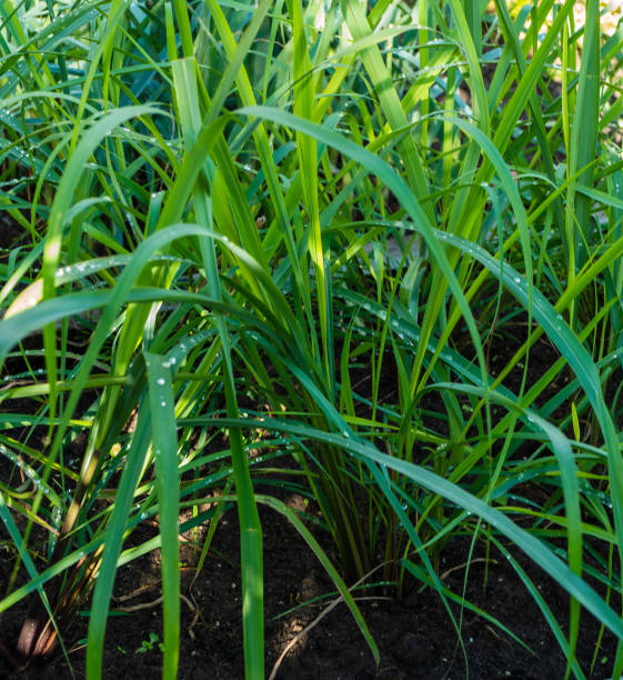 istock Close up of Lemongrass growing (Cymbopogon citratus) 1311287929