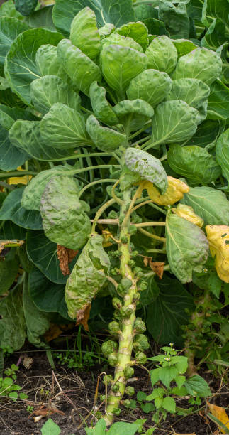 istock Close up of Brussels-sprouts growing (Brassica oleracea) 1311287945