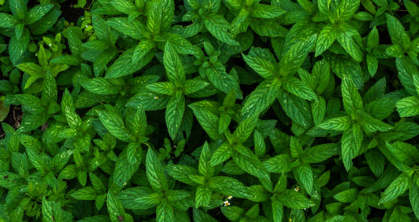 istock Close up of Spearmint growing (Mentha spicata) 1311287973