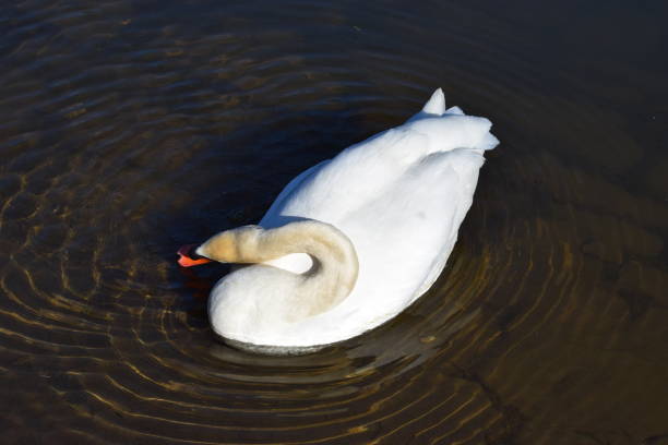 istock swan in shallow water 1311288056