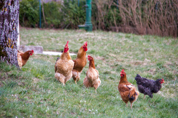 istock group of chickens scratching free in the grass 1311288215