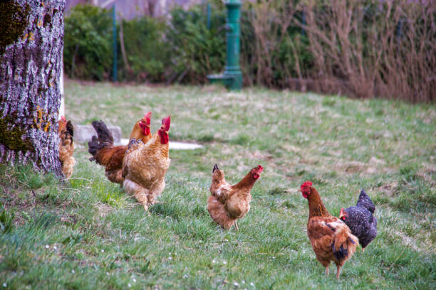 istock group of chickens scratching free in a field 1311288300