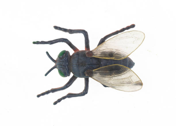 istock toy insect fly isolated on white background 1311288392