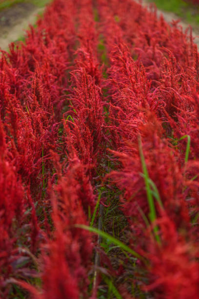istock Beautiful colorful Chinese wool Flower park in sunset time 1311289020