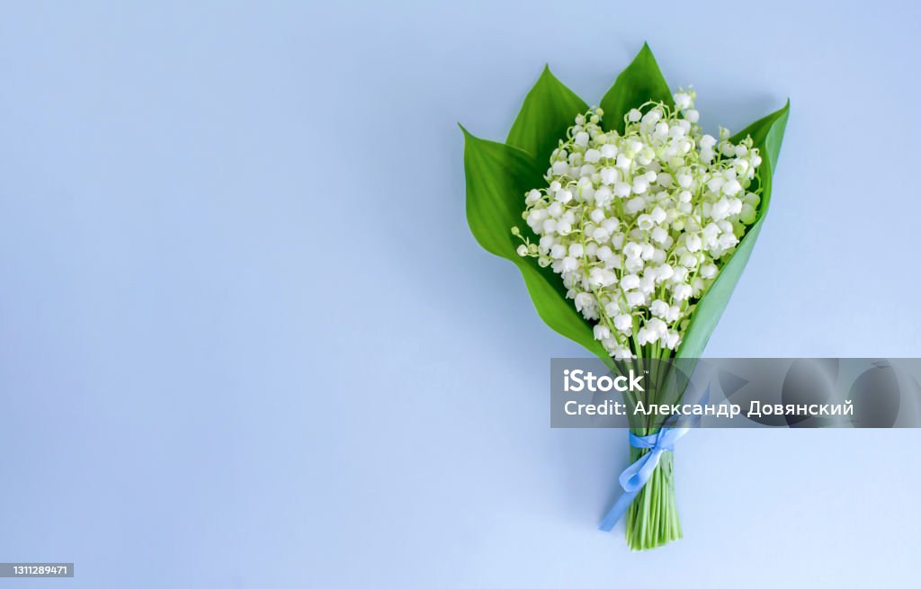 A bouquet of lilies of the valley tied with a blue ribbon on a blue background. Copy space, top view A bouquet of lilies of the valley tied with a blue ribbon on a blue background. Copy space, top view/ Lily-of-the-valley Stock Photo