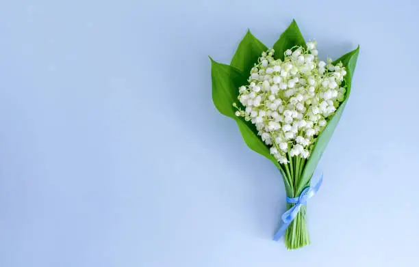 A bouquet of lilies of the valley tied with a blue ribbon on a blue background. Copy space, top view/