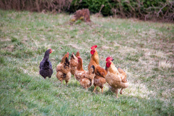 istock group of hens and cocks free in a field 1311289479