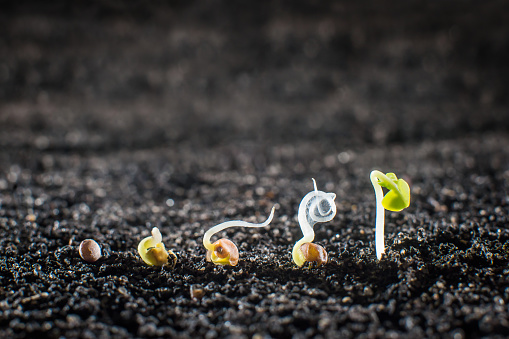 Concept of seed germination in the ground close up.