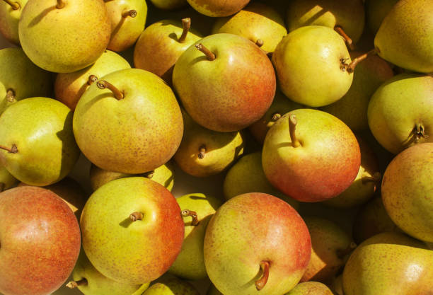 istock Lots of ripe pears in warm sunlight. View from above. Background, texture 1311289787
