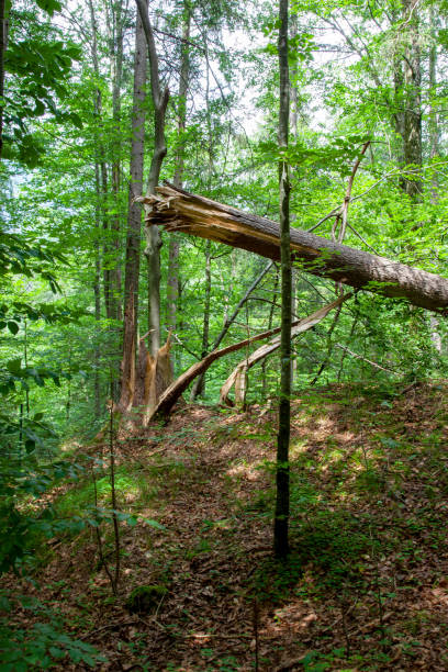 istock large tree trunk broken down by high winds and lightening due to thunderstorm. 1311290095