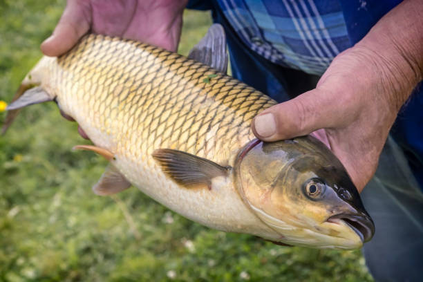 istock Fish in the grass on the river Bank. 1311290117