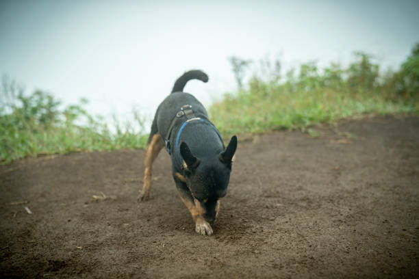 Tiny puppy digging a small hole in the ground on a hiking trail in Honolulu, HI, United States