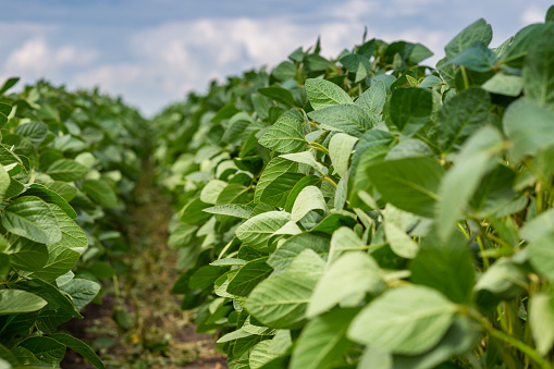 Close-up of a soybean plant field under a blue sky on a summer day. High quality photo