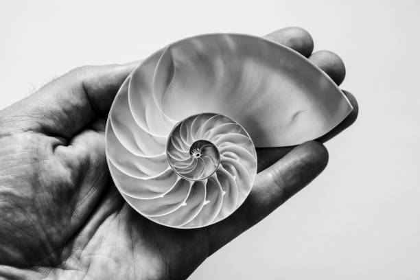 istock A male hand holds an open half of a nautilus seashell. 1311291897