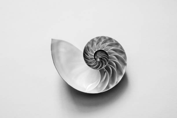 istock Black and white image of an open half of a nautilus sea shell. 1311291907
