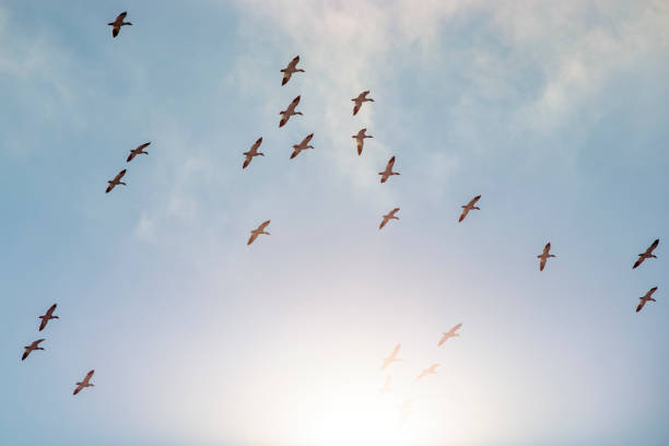 istock Thousands of Snow Geese in flight above Maryland's Eastern Shore. 1311292000