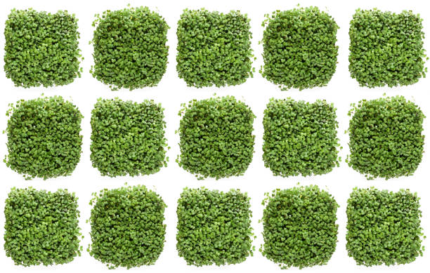 istock Microgreens mustard sprouts, seamless background, top view 1311292331
