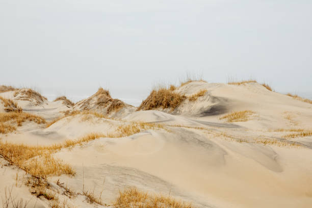 istock Wild horses in the sand dunes in Corolla, NC. 1311292519