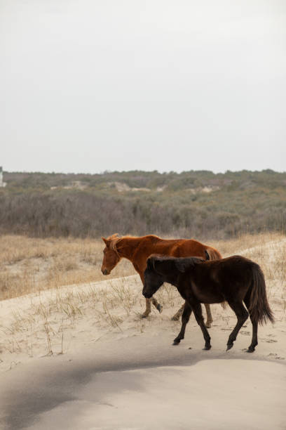 istock Wild horses in the sand dunes in Corolla, NC. 1311292527