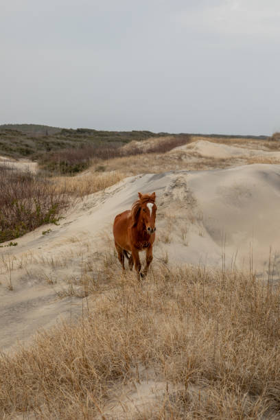 istock Wild horses in the sand dunes in Corolla, NC. 1311292528